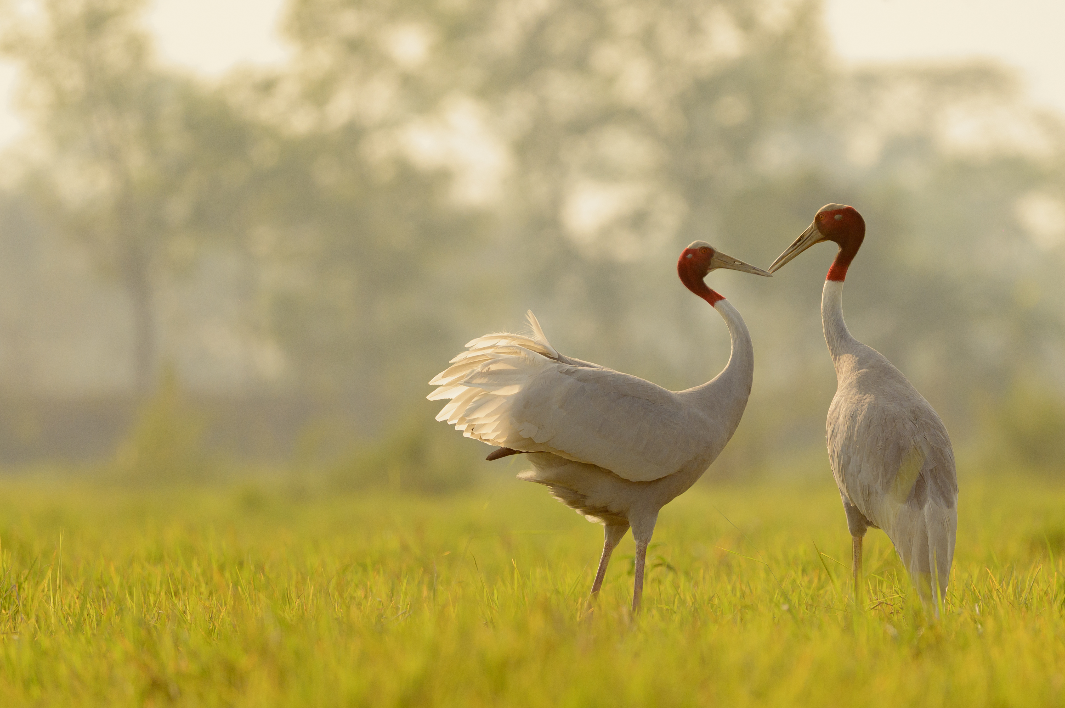 Two flamingos together at Valmiki Wildlife, Bihar