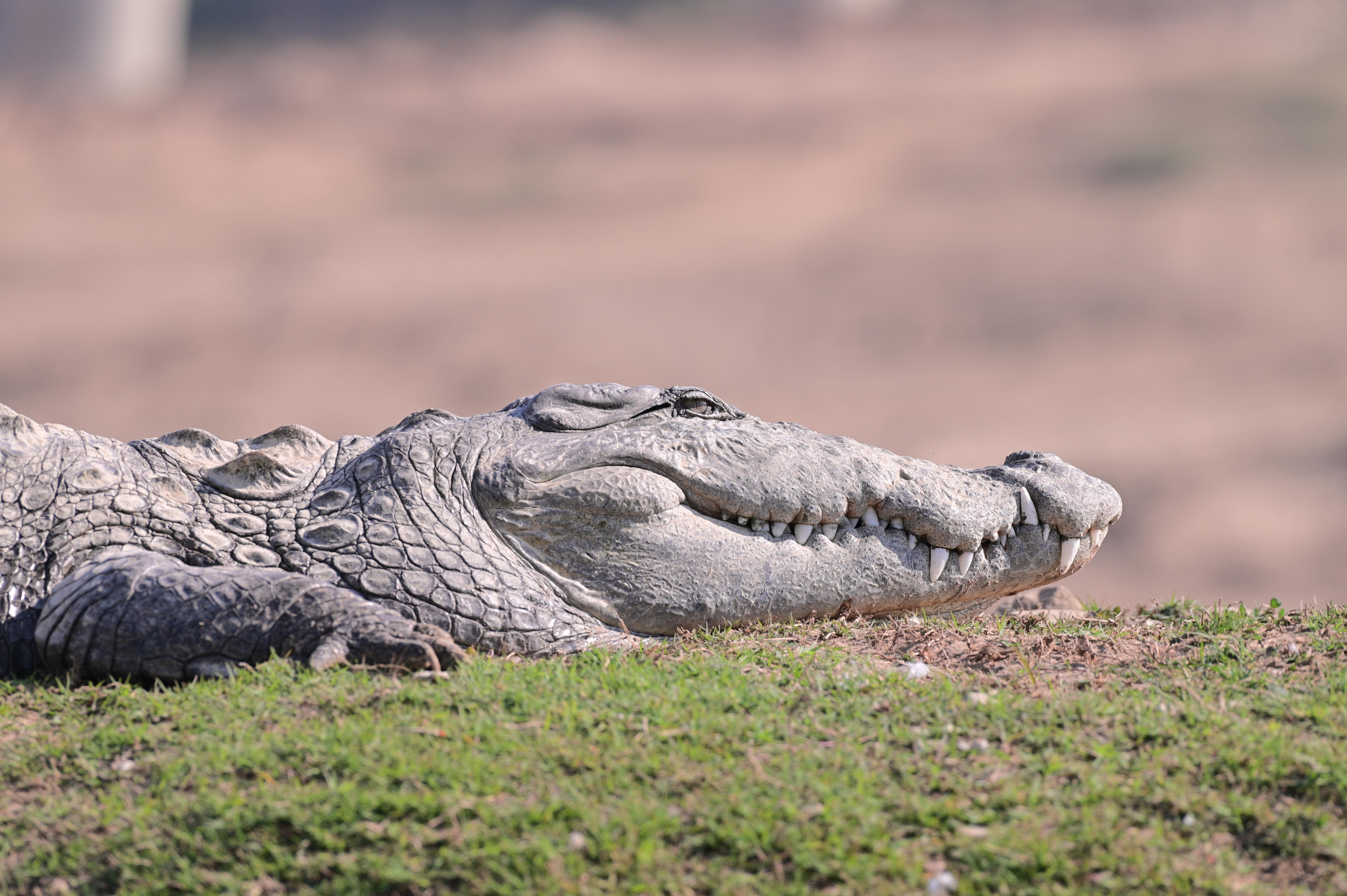 Gharial