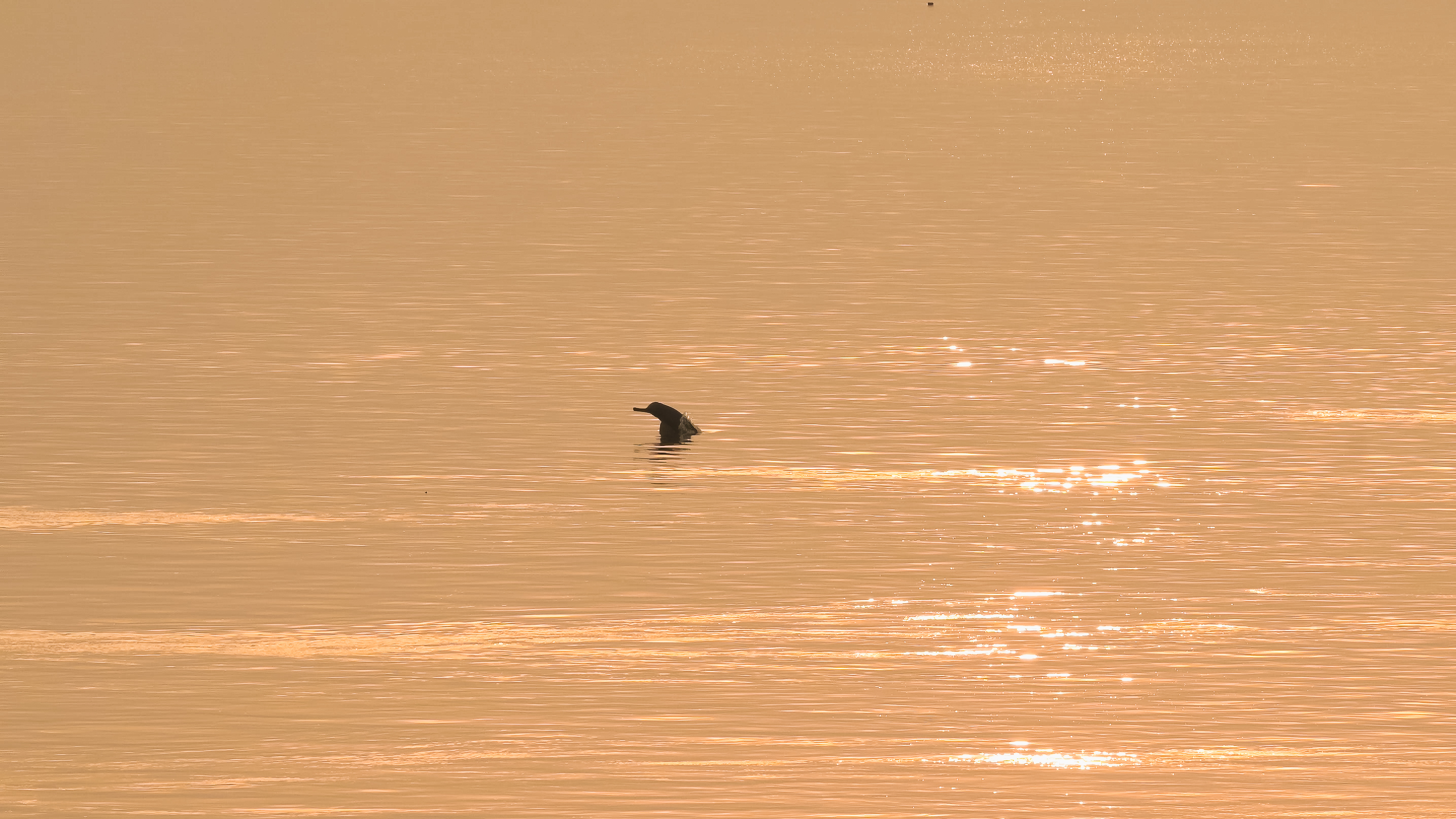 Dolphin