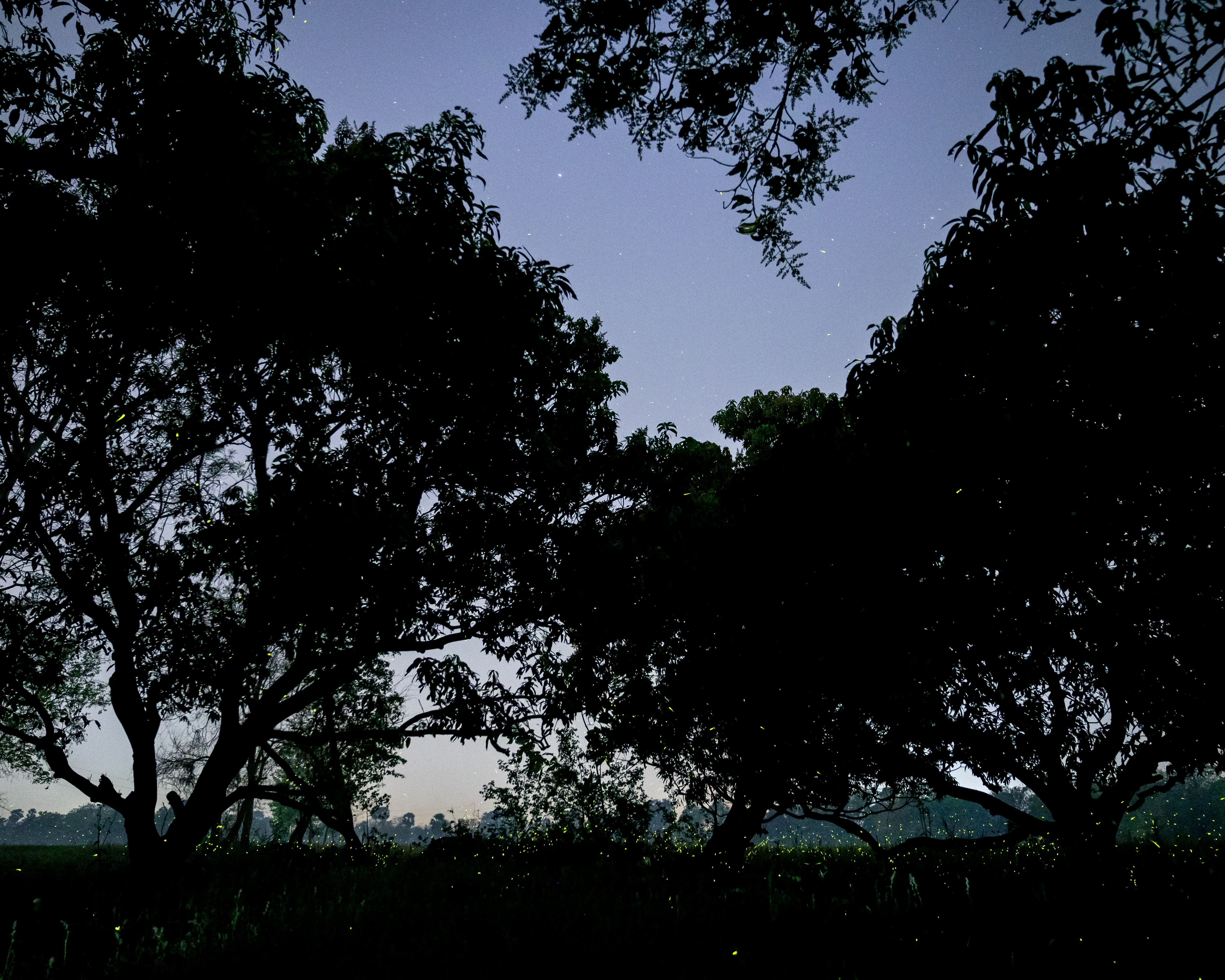 Fireflies