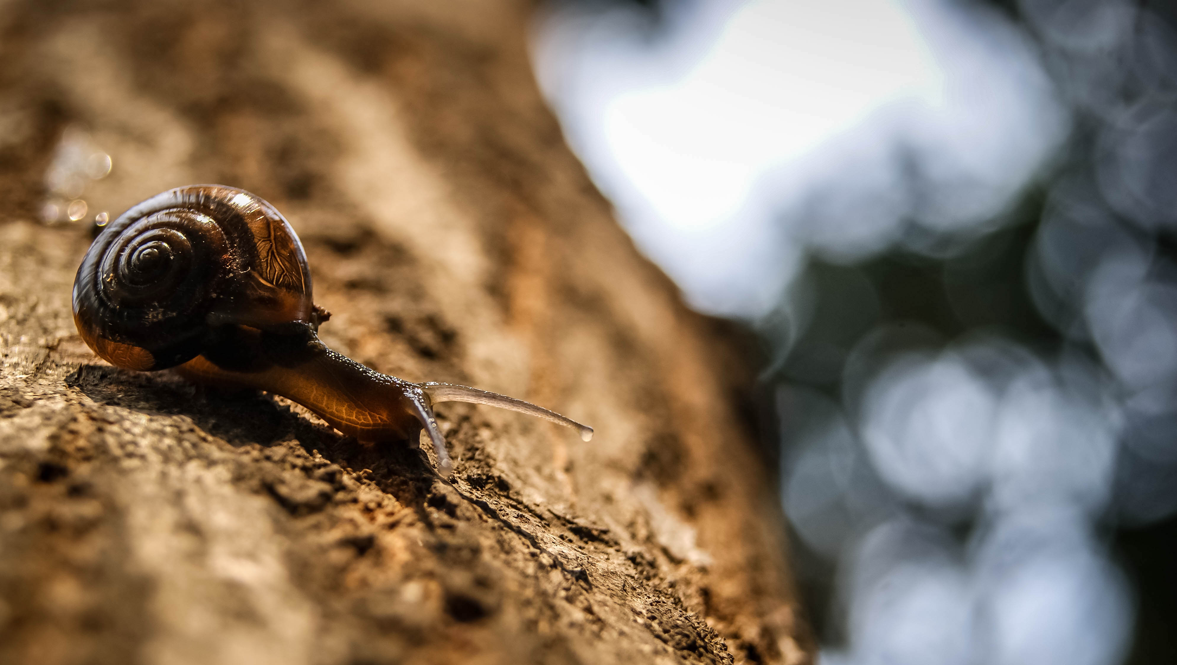 Molluscs