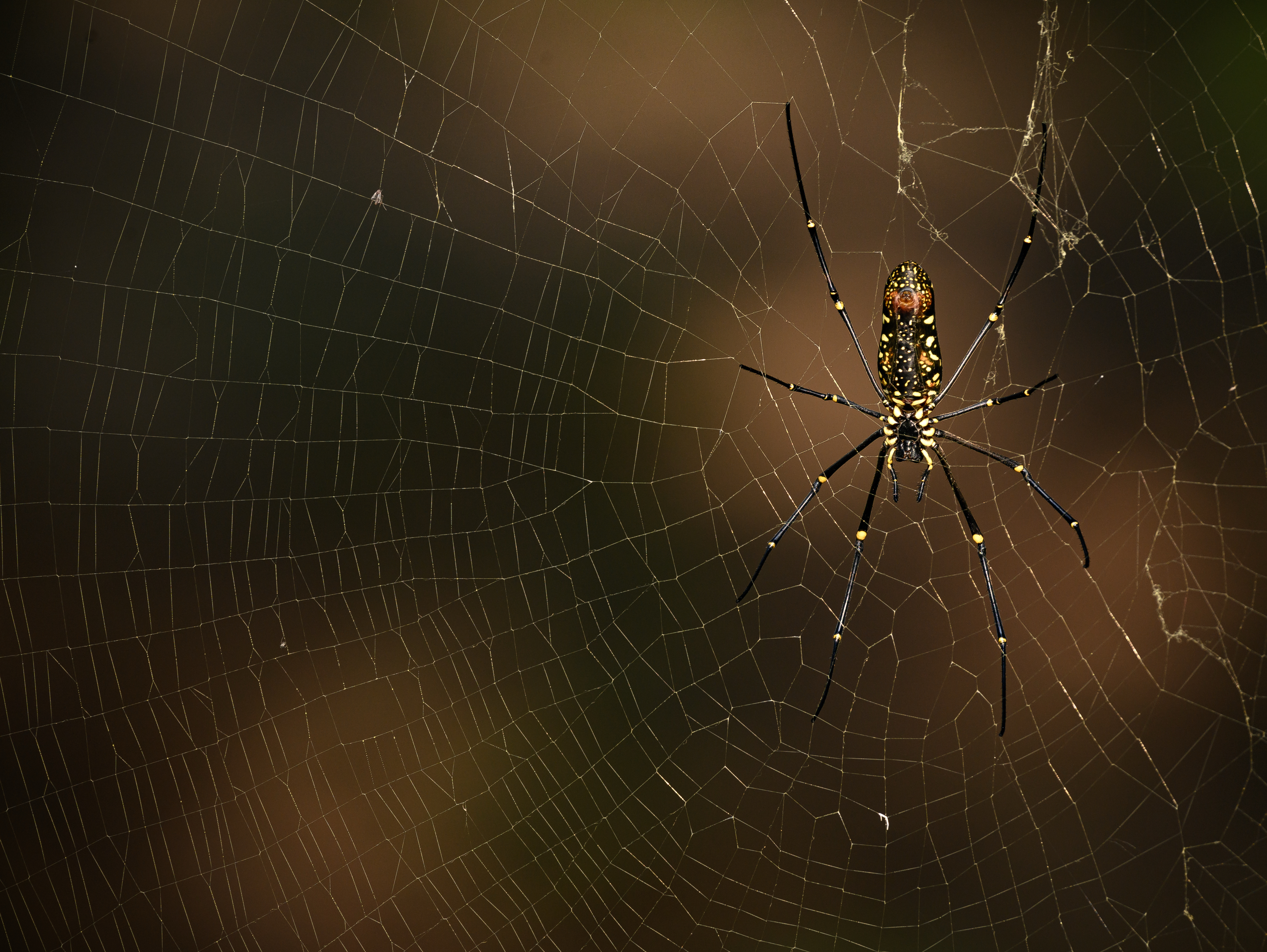 spider net, Bihar